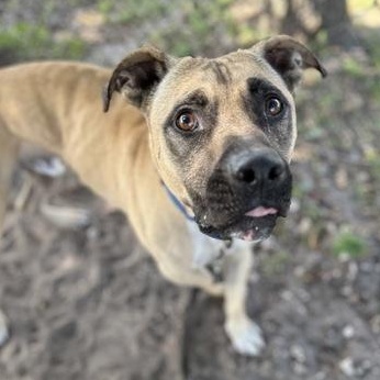 Enlarge SCOOTER, an adoptable Mixed Breed in Fernandina Beach, FL image 3/4