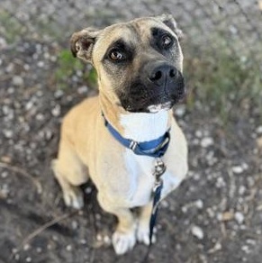 Enlarge SCOOTER, an adoptable Mixed Breed in Fernandina Beach, FL image 2/4