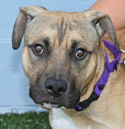 Enlarge SCOOTER, an adoptable Mixed Breed in Fernandina Beach, FL image 4/4