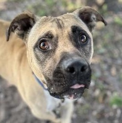 Enlarge SCOOTER, an adoptable Mixed Breed in Fernandina Beach, FL image 1/4
