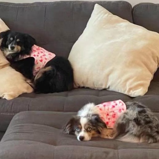Mother/daughter mini Aussies, ADOPTABLE, Adult Female Australian Shepherd.
