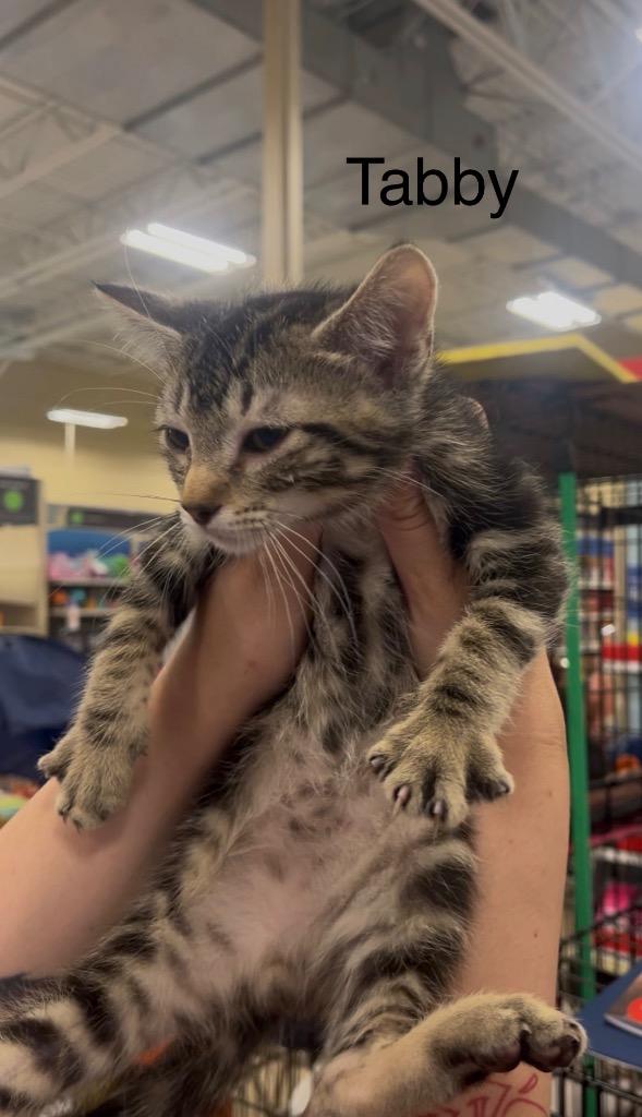Tabby, Adoptable, Kitten Female Domestic Short Hair.