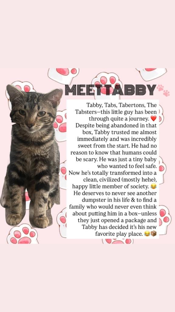 Enlarge Tabby, a Adoptable mixed breed in Spring, TX image 2/3