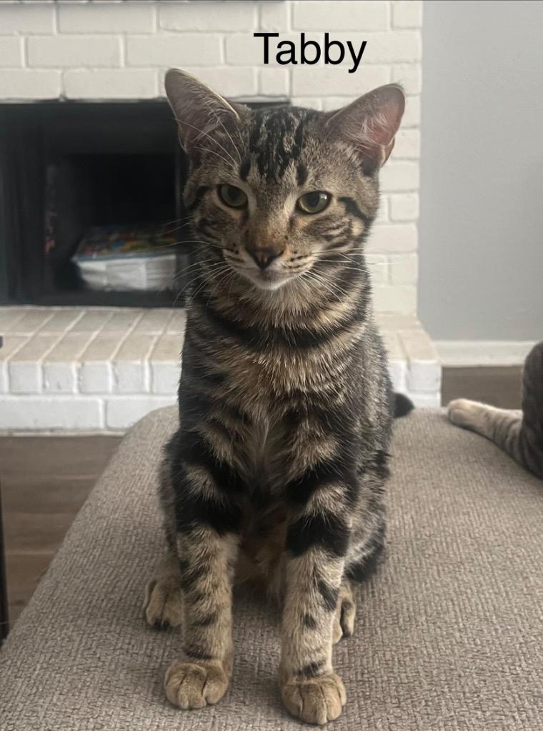 Enlarge Tabby, a Adoptable mixed breed in Spring, TX image 3/3