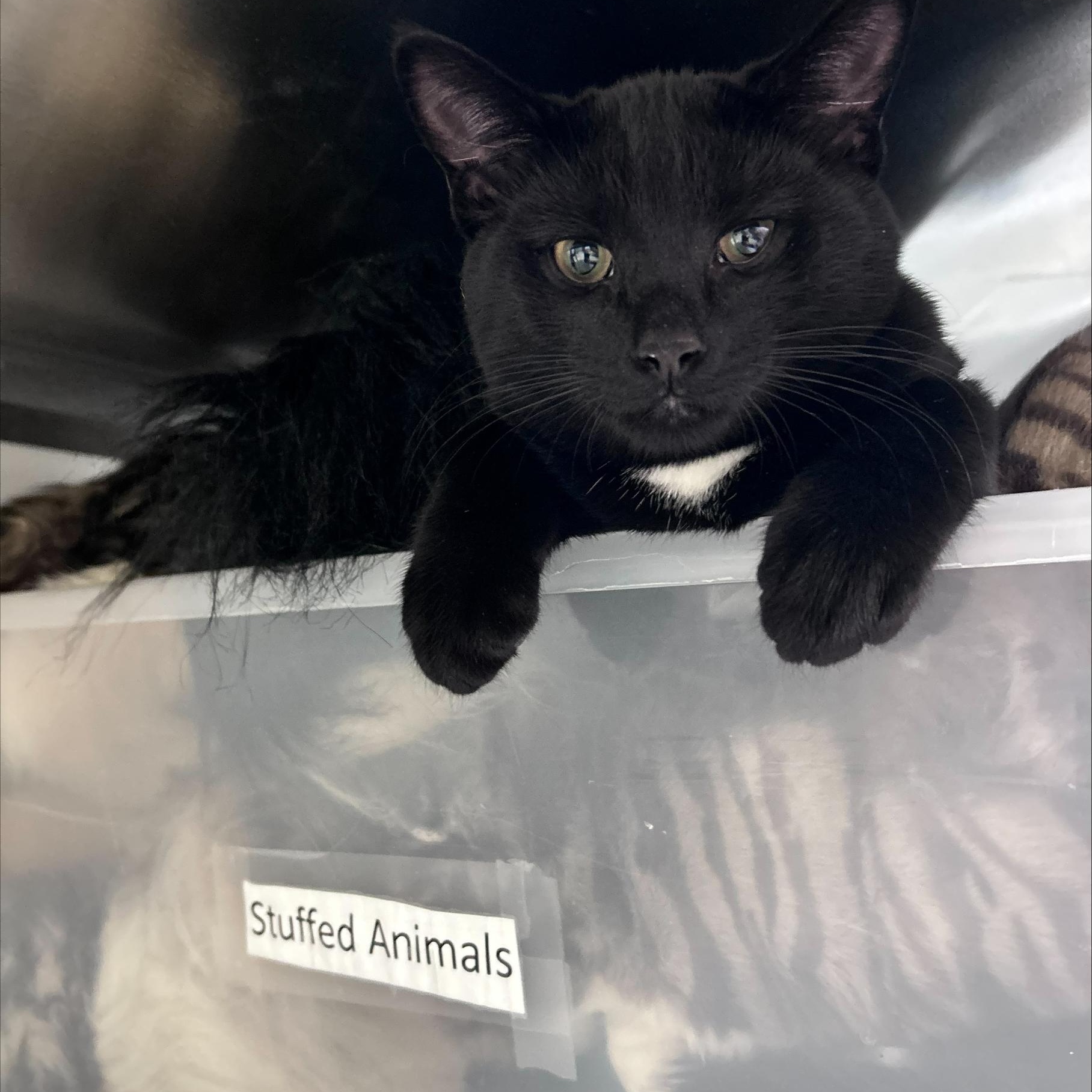 Enlarge Georgie *, a ADOPTABLE Domestic Short Hair in Douglas, MI image 1/6