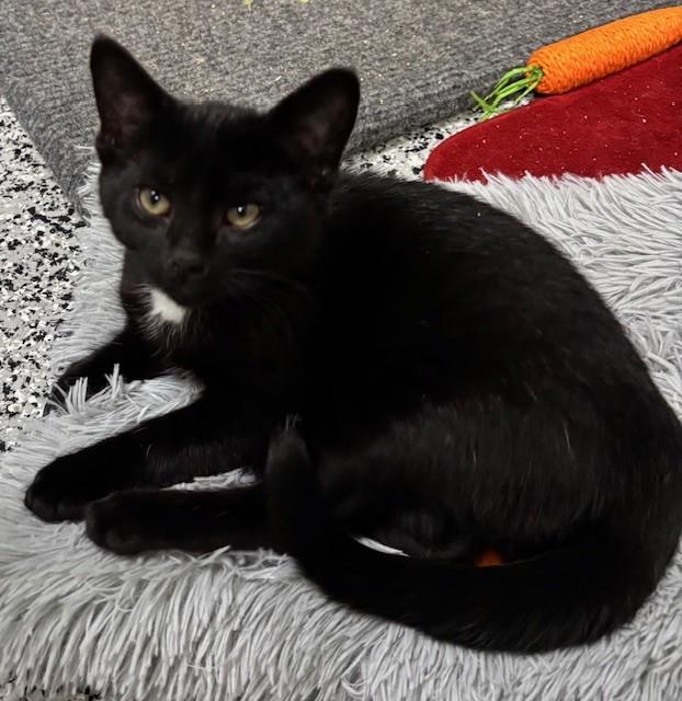 Enlarge Georgie *, a ADOPTABLE Domestic Short Hair in Douglas, MI image 3/6