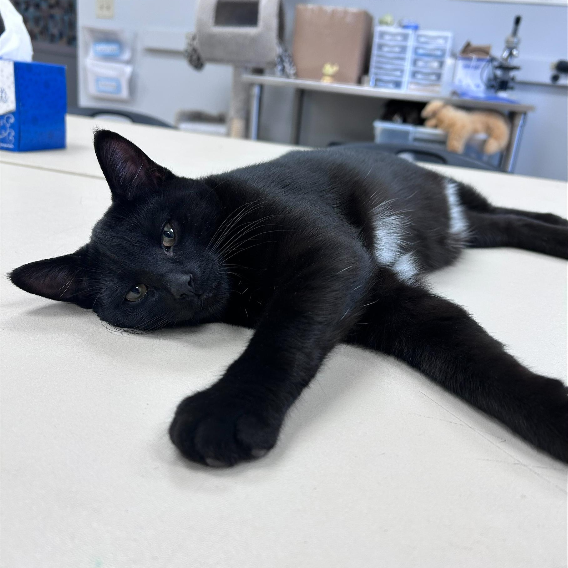 Enlarge Georgie *, a ADOPTABLE Domestic Short Hair in Douglas, MI image 2/6