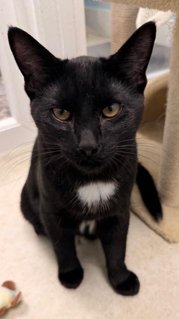 Enlarge Georgie *, a ADOPTABLE Domestic Short Hair in Douglas, MI image 6/6
