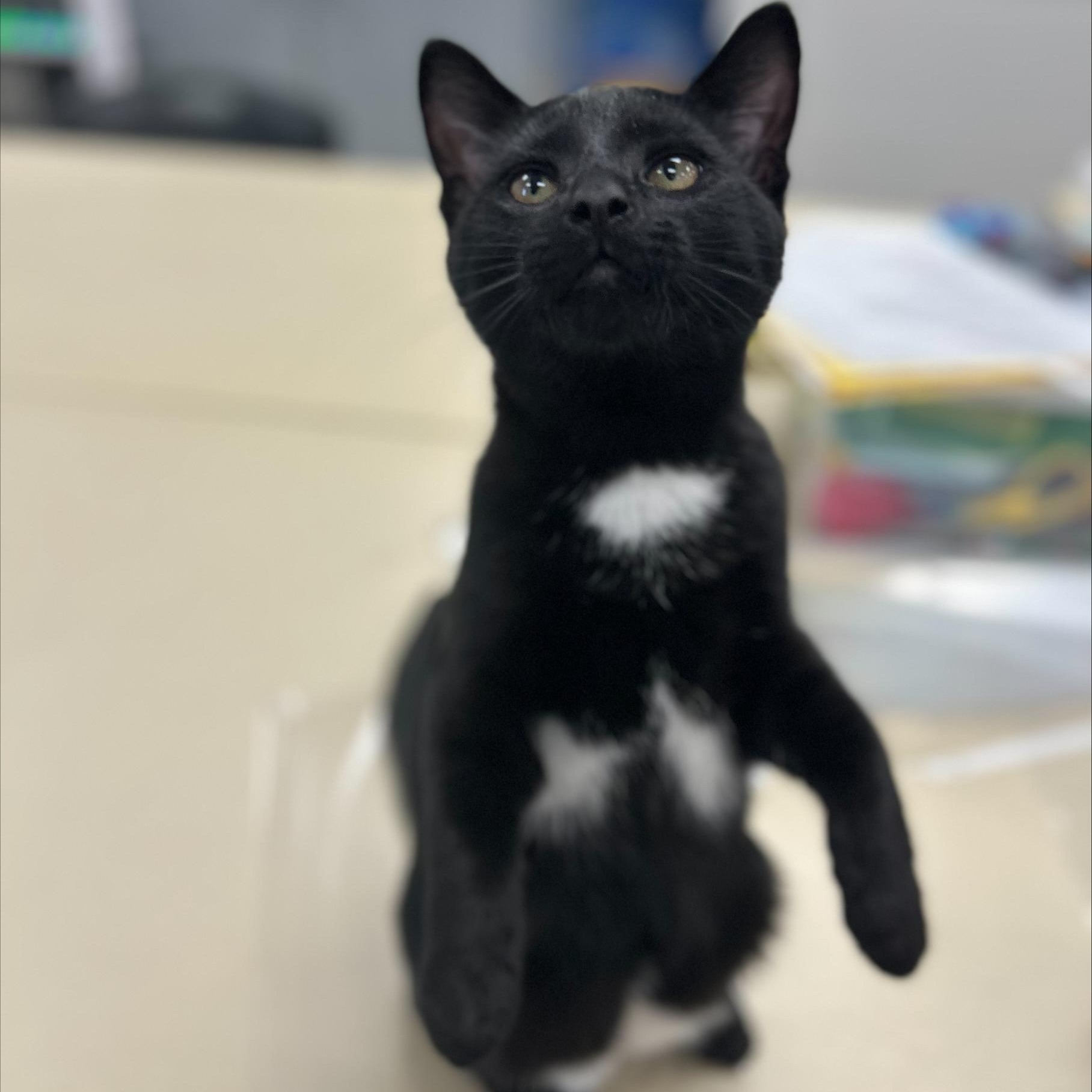 Enlarge Georgie *, a ADOPTABLE Domestic Short Hair in Douglas, MI image 4/6
