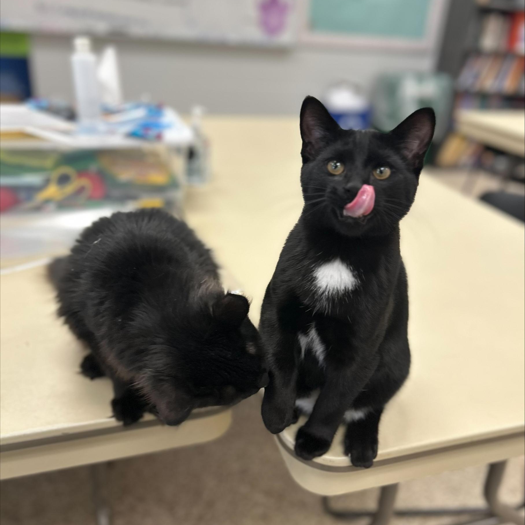 Enlarge Georgie *, a ADOPTABLE Domestic Short Hair in Douglas, MI image 5/6
