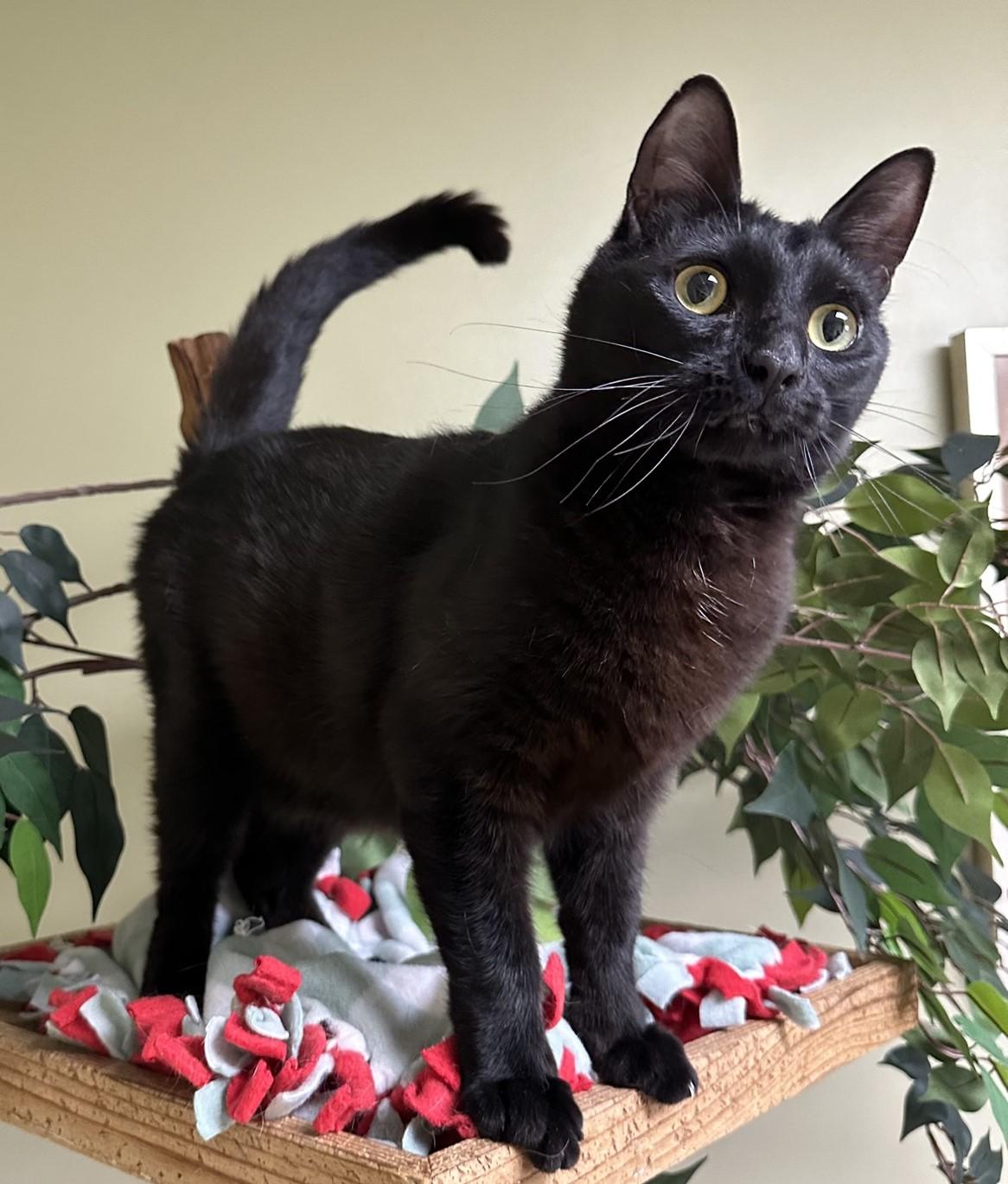 Panther, a Adoptable Domestic Short Hair in Hastings, NE image 1/3