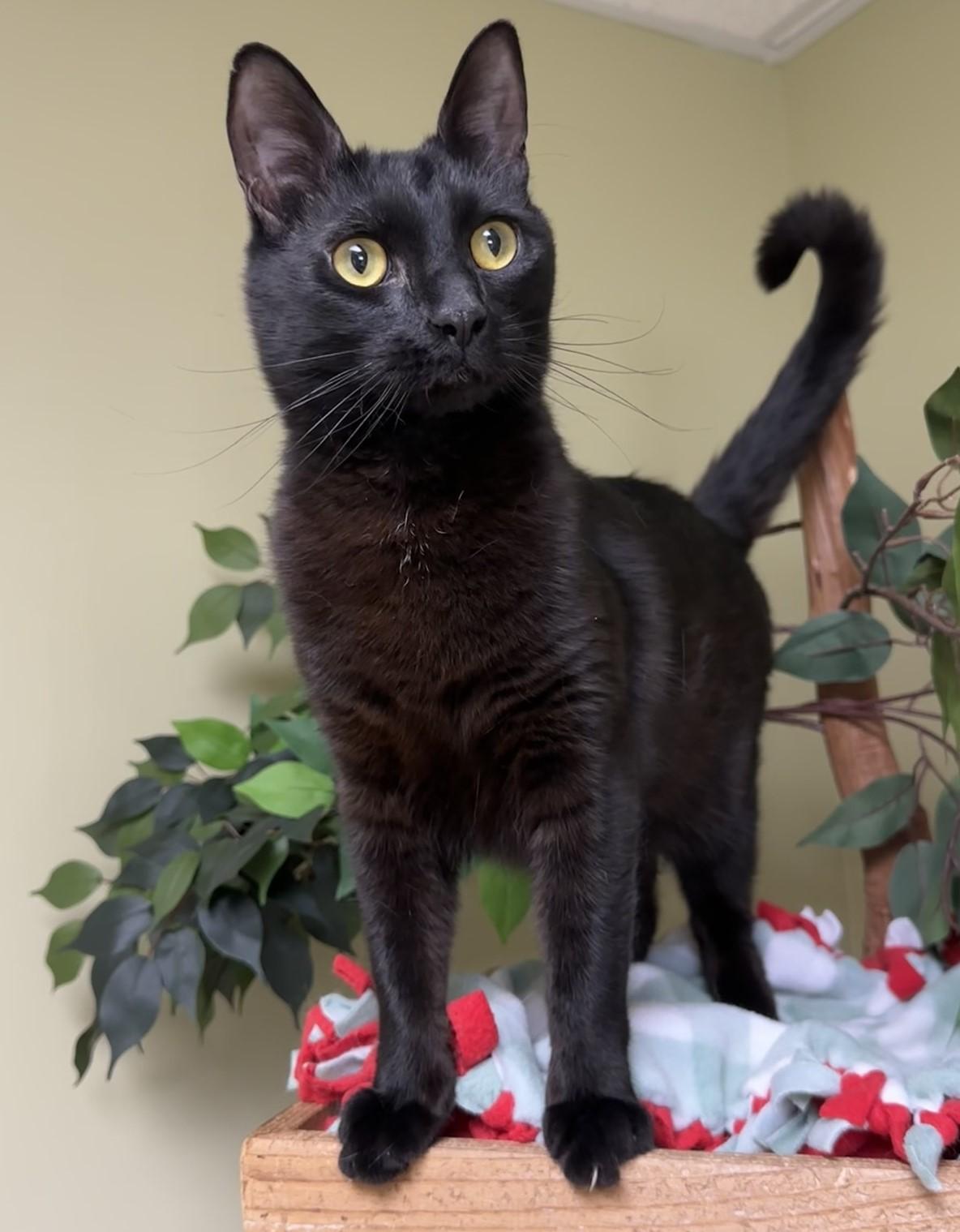 Panther, a Adoptable Domestic Short Hair in Hastings, NE image 2/3