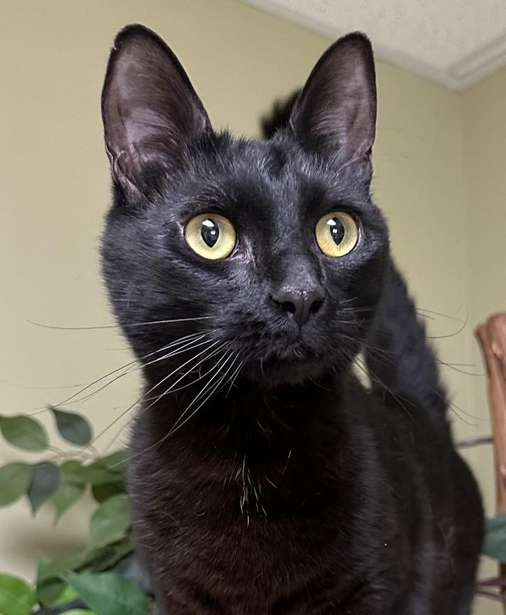 Panther, Adoptable, Young Male Domestic Short Hair.