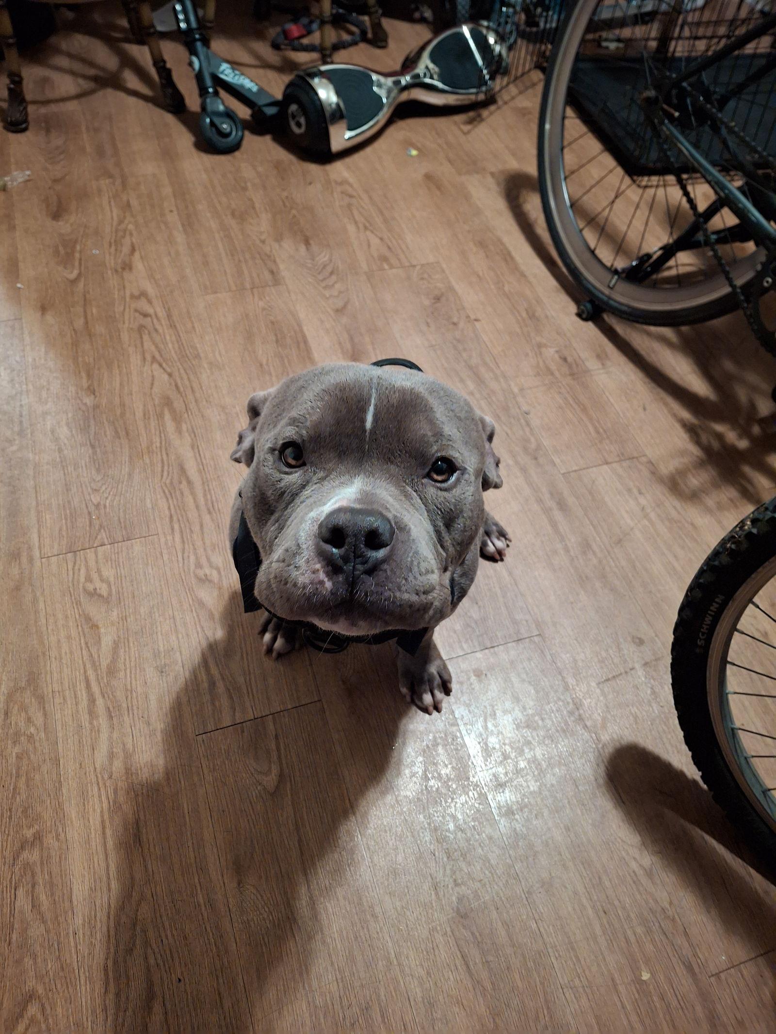 Kilo, Adoptable, Adult Male Pit Bull Terrier & Staffordshire Bull Terrier.