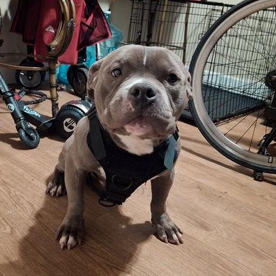 Kilo, Adult Male Pit Bull Terrier