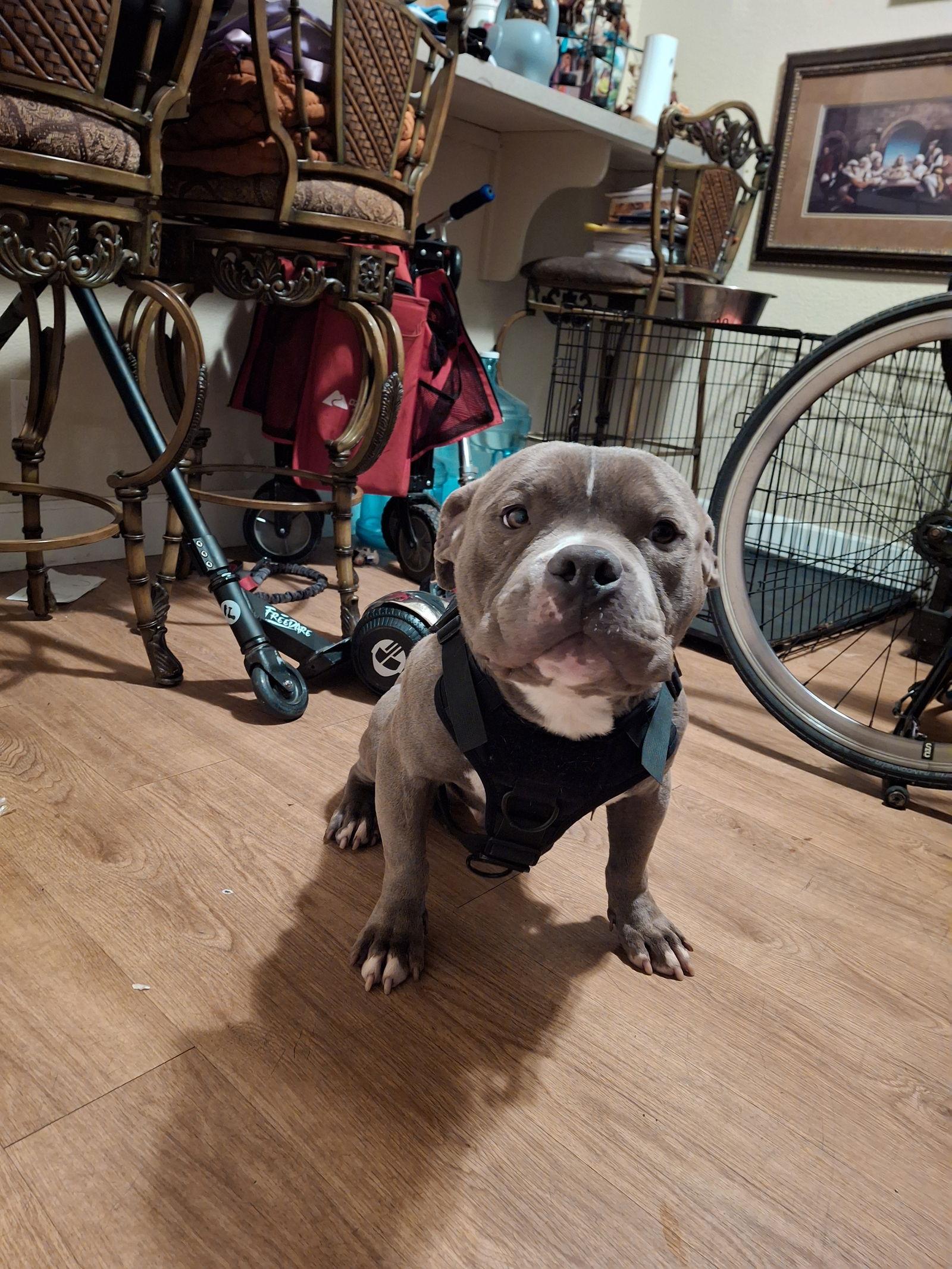 Enlarge Kilo, a Adoptable mixed breed in Woodland, CA image 2/3