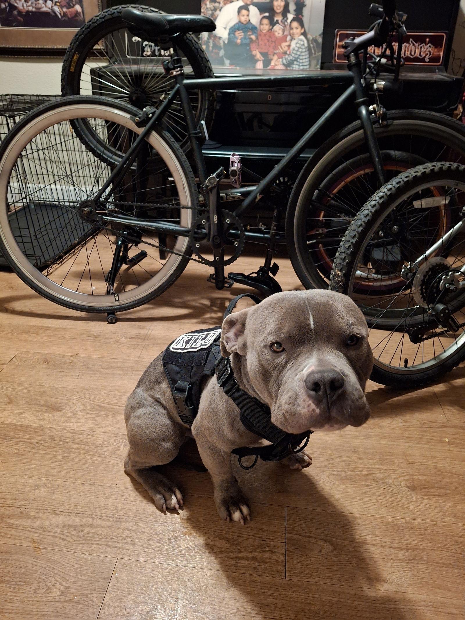 Enlarge Kilo, a Adoptable mixed breed in Woodland, CA image 3/3