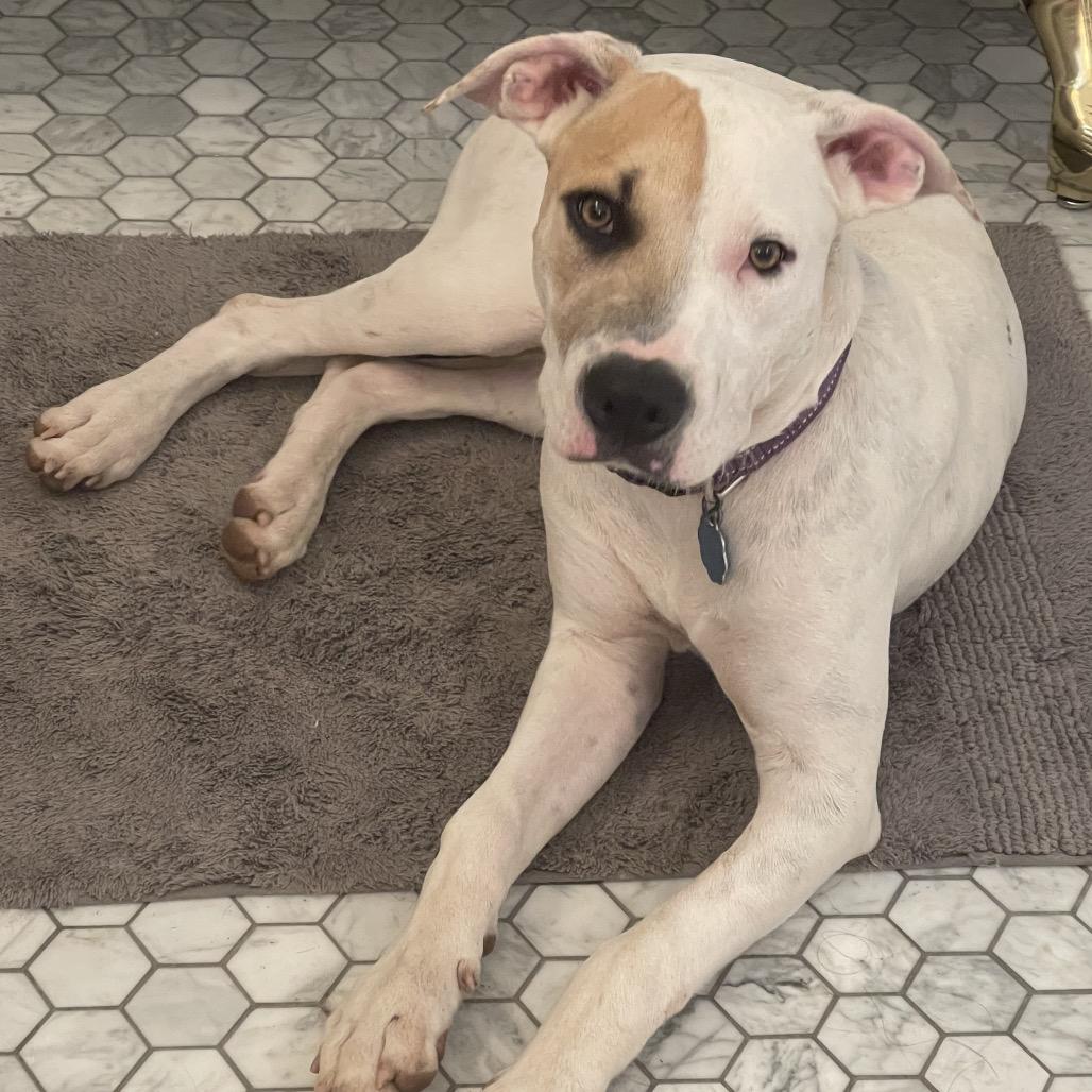 Opal, Adoptable, Young Female Pit Bull Terrier.