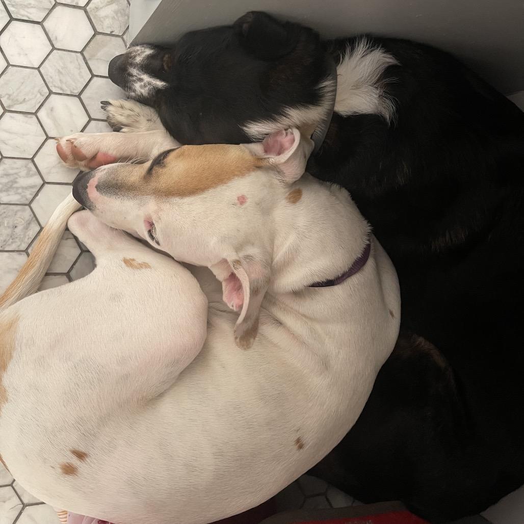 Enlarge Opal, a Adoptable Pit Bull Terrier in Little Rock, AR image 2/6