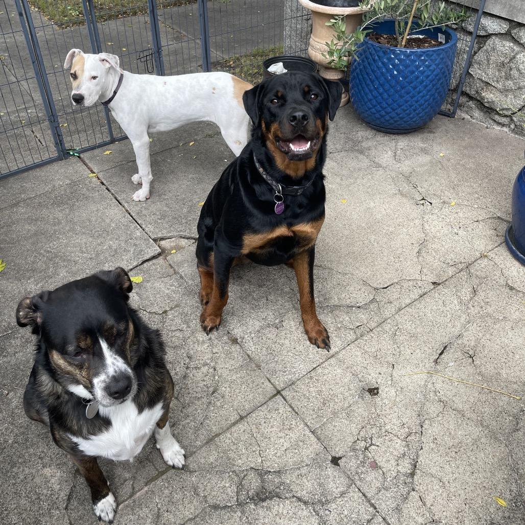 Enlarge Opal, a Adoptable Pit Bull Terrier in Little Rock, AR image 3/6