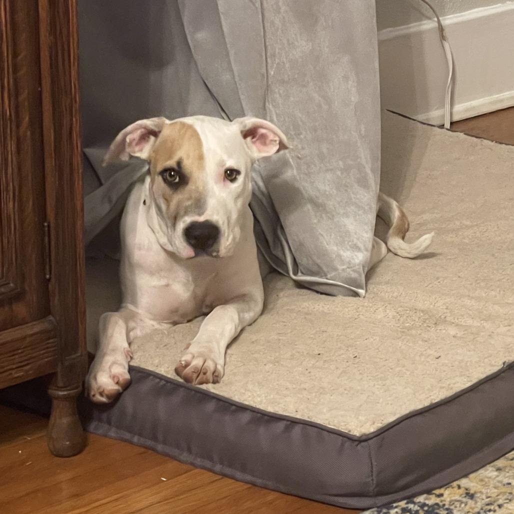 Enlarge Opal, a Adoptable Pit Bull Terrier in Little Rock, AR image 4/6