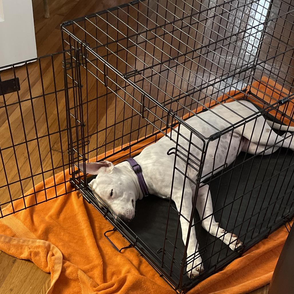 Enlarge Opal, a Adoptable Pit Bull Terrier in Little Rock, AR image 5/6