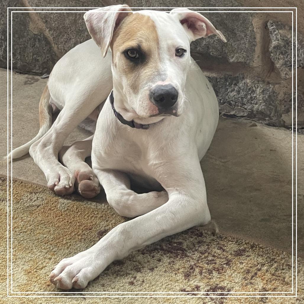 Enlarge Opal, a Adoptable Pit Bull Terrier in Little Rock, AR image 6/6