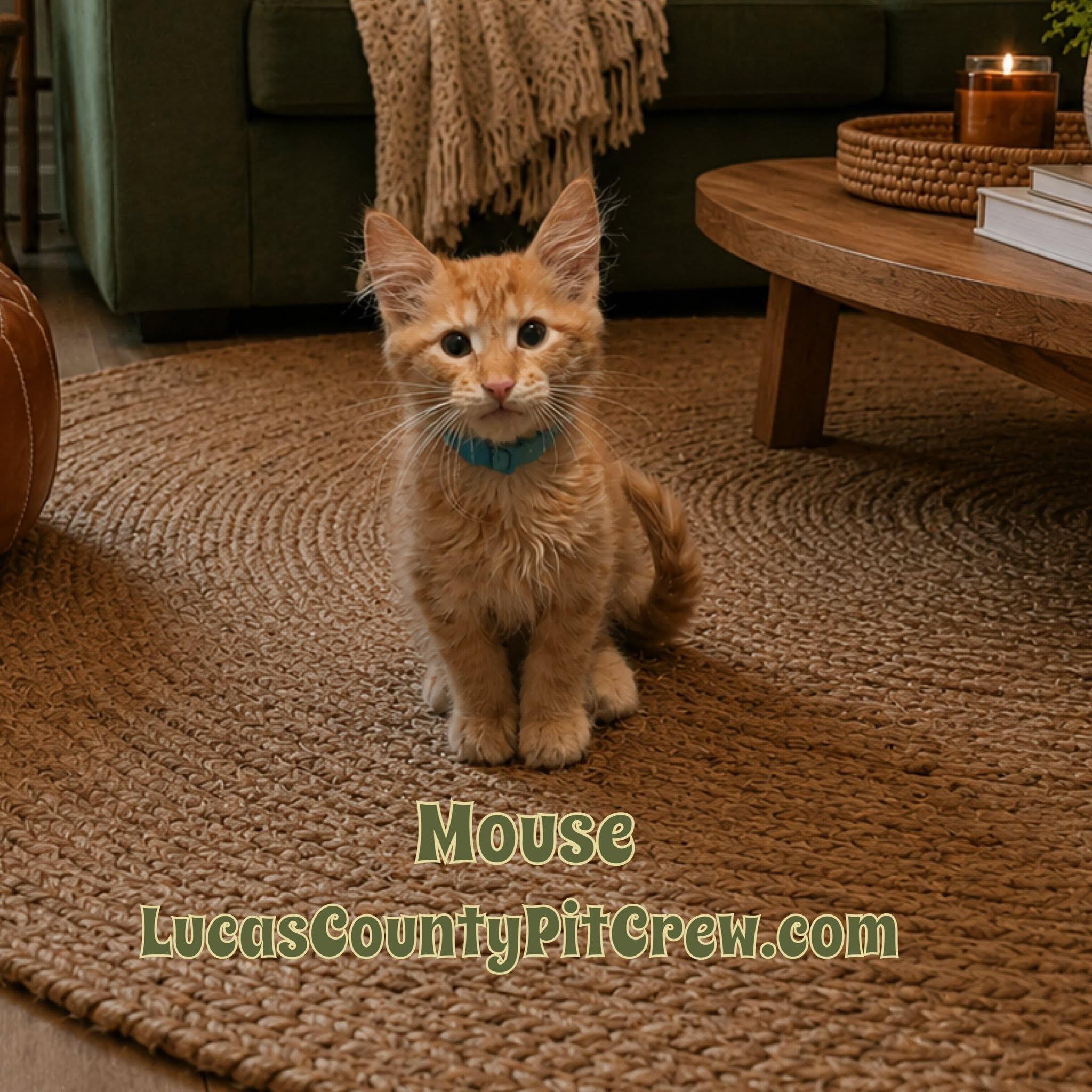 Mouse, adopted, Kitten Male Tabby & Domestic Medium Hair.