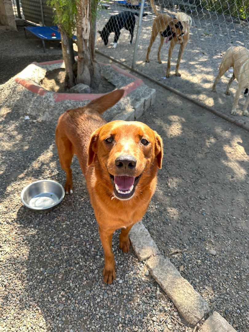 Enlarge Kanela, a Adoptable mixed breed in Los Angeles, CA image 6/6