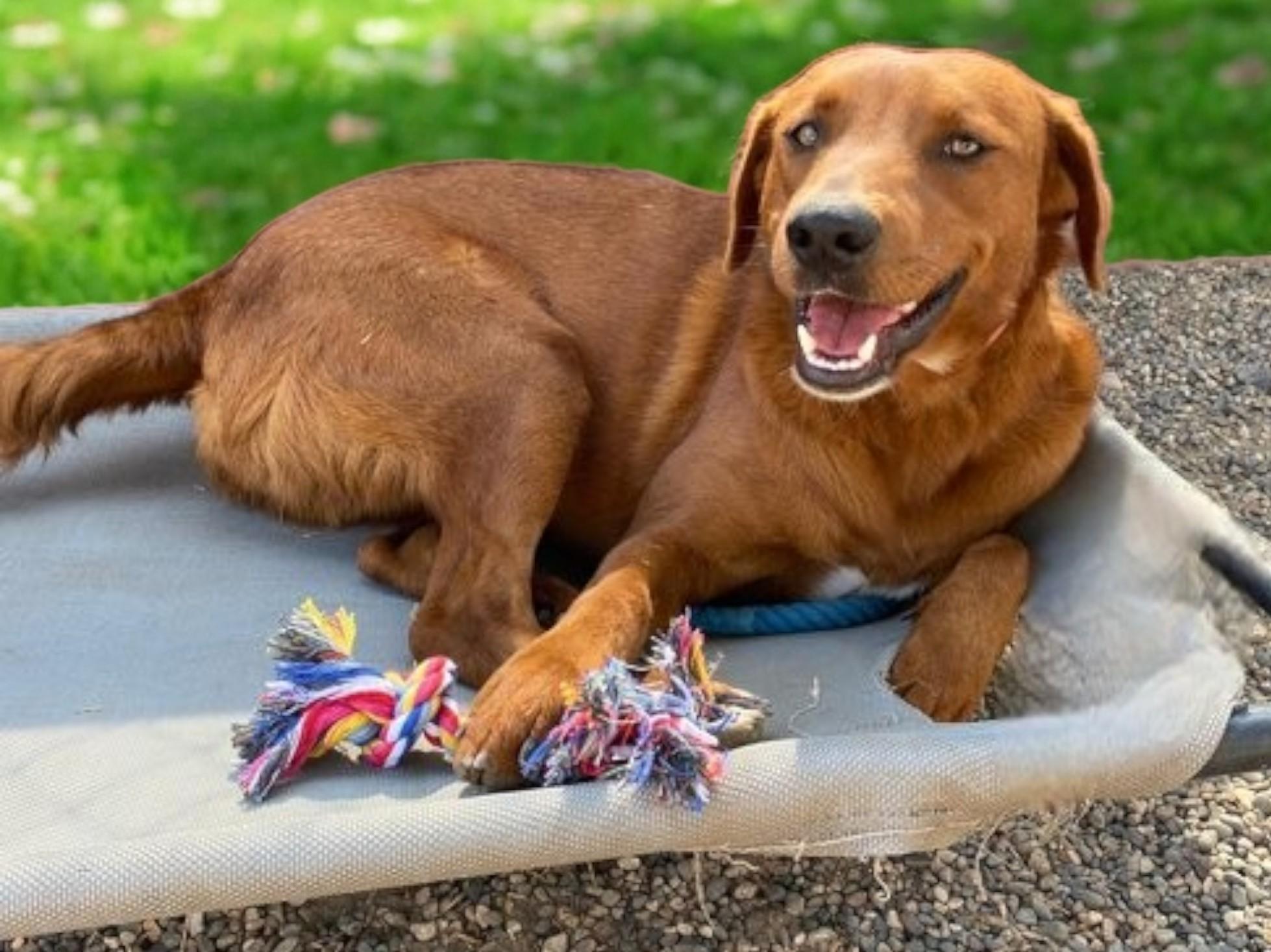 Enlarge Kanela, a Adoptable mixed breed in Los Angeles, CA image 5/6
