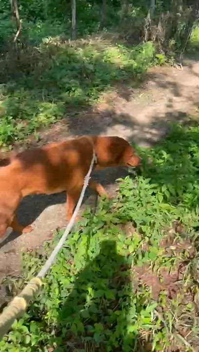 Enlarge Kanela, a Adoptable mixed breed in Los Angeles, CA video 3/6