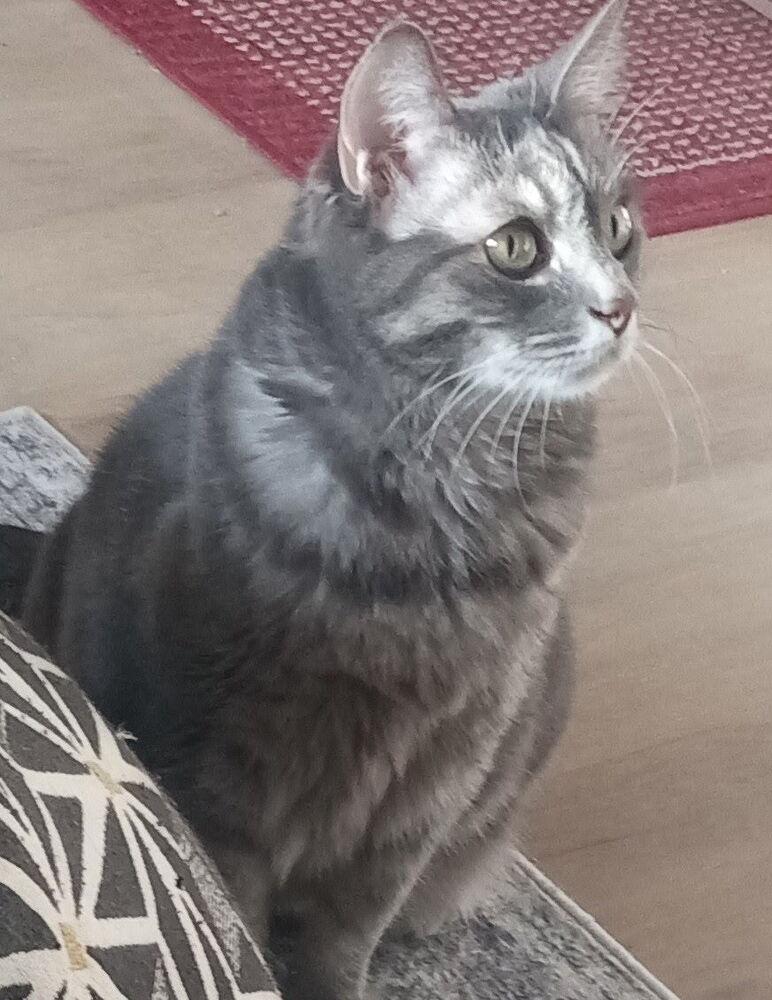 Sylvia, Adoptable, Senior Female Domestic Short Hair.