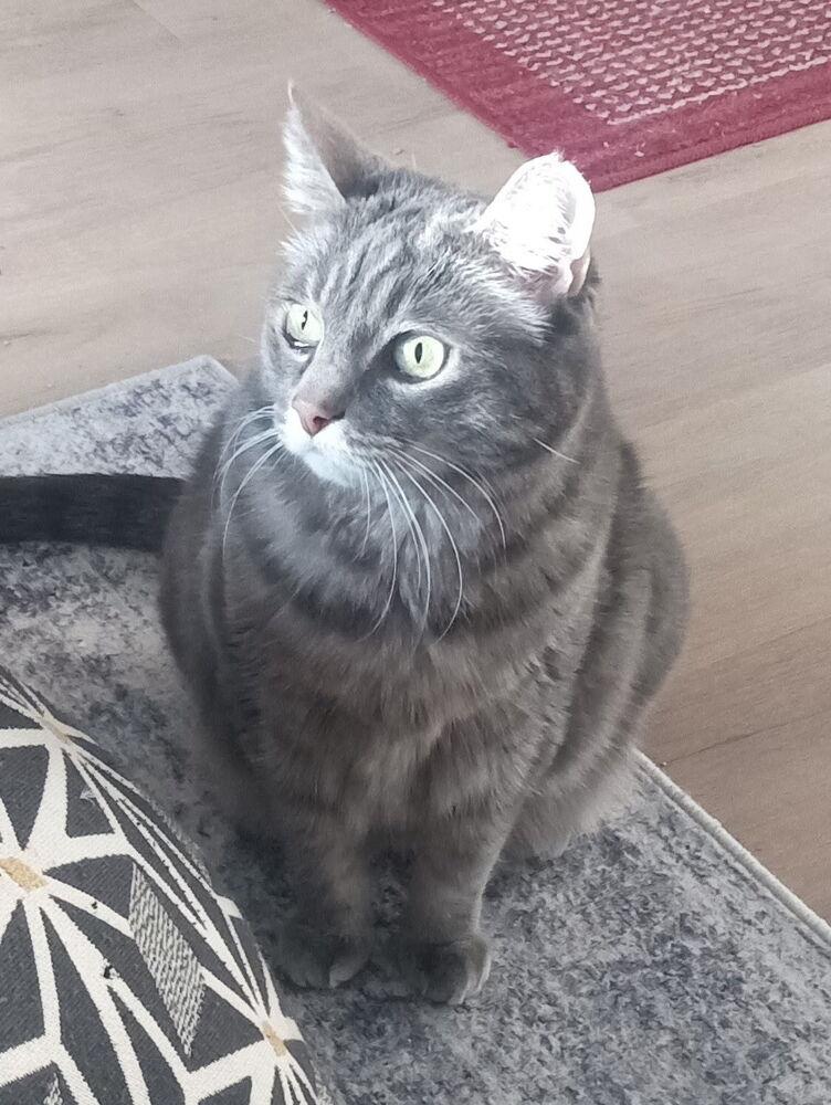 Enlarge Sylvia, a Adoptable Domestic Short Hair in Eugene, OR image 2/4