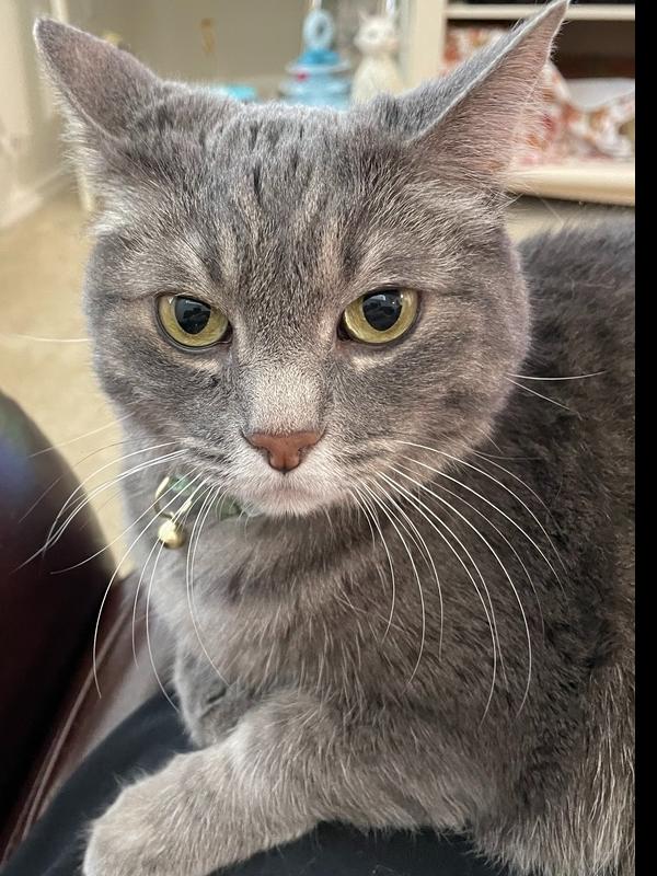 Enlarge Sylvia, a Adoptable Domestic Short Hair in Eugene, OR image 1/2