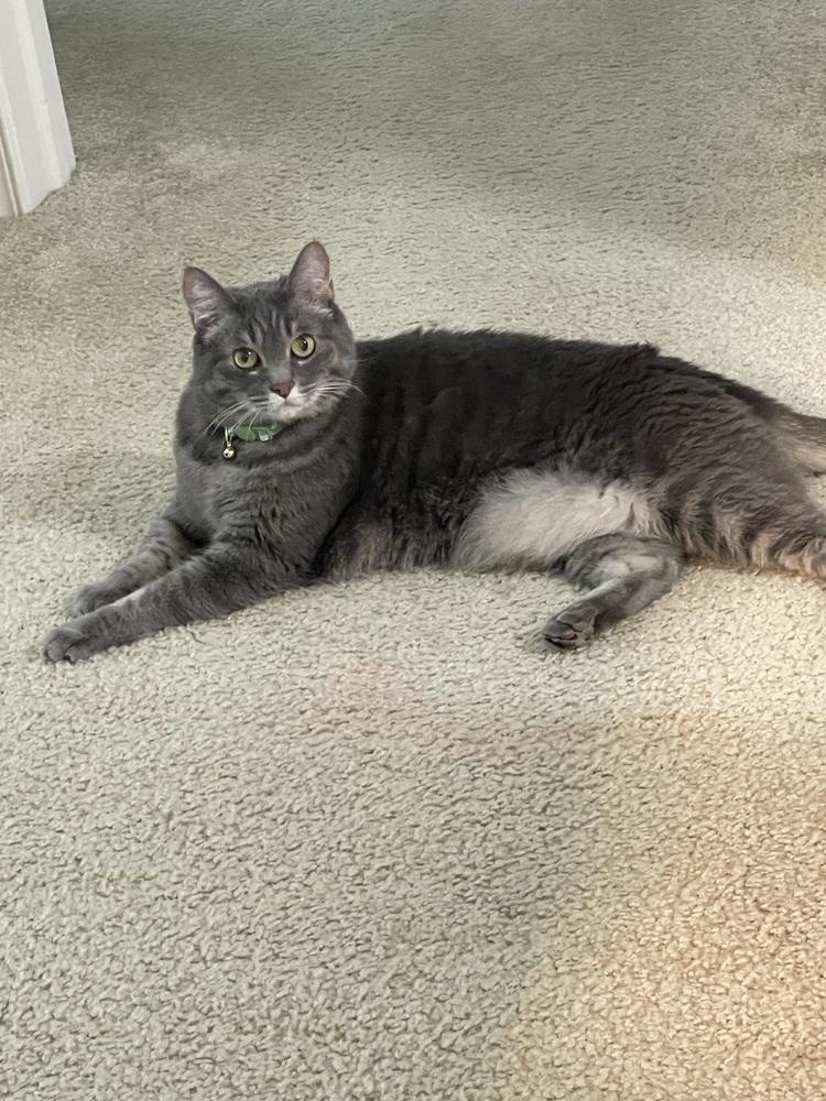 Sylvia, Adoptable, Senior Female Domestic Short Hair.