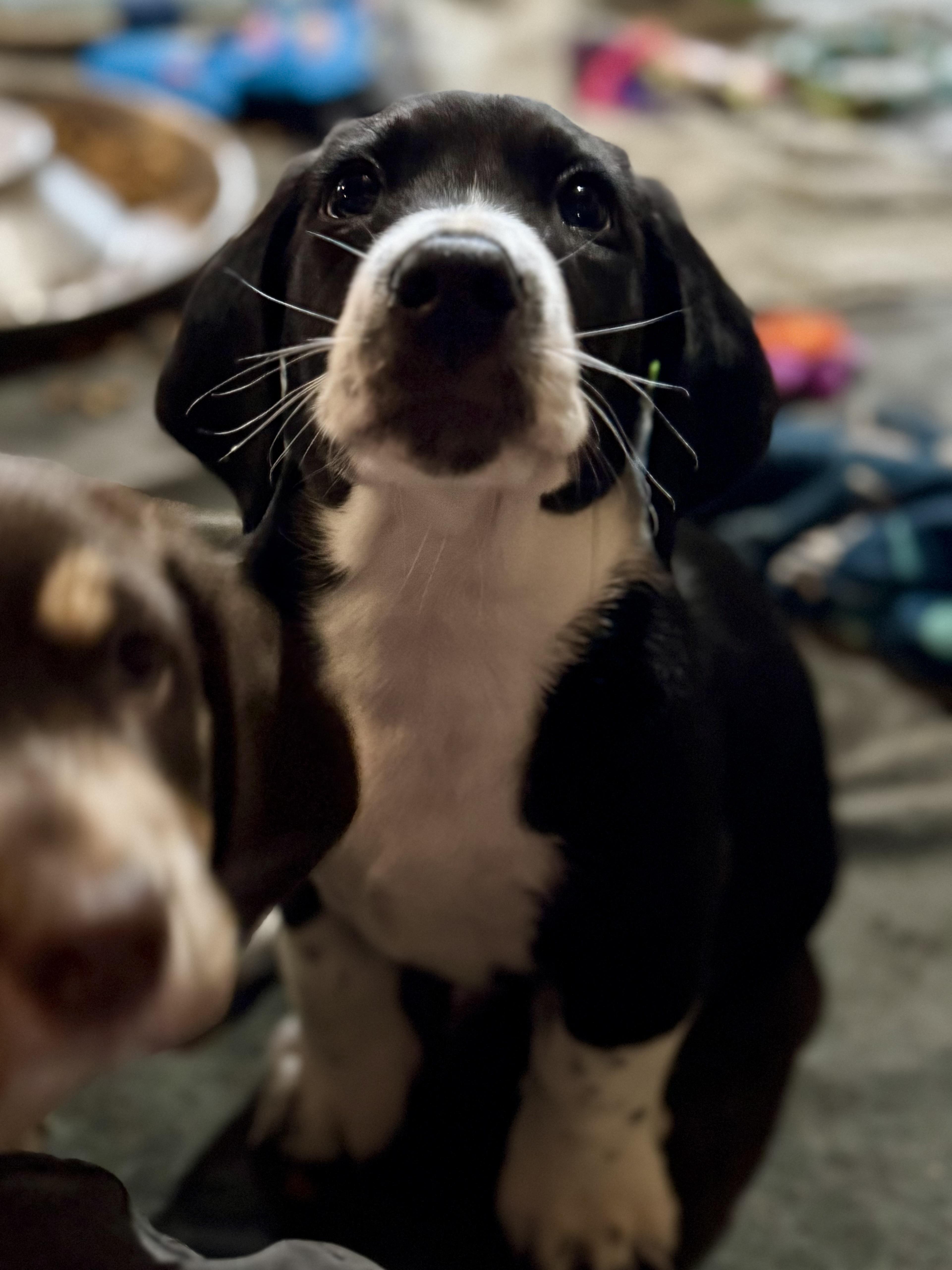 Prost, Adoptable, Puppy Male Basset Hound & Beagle.