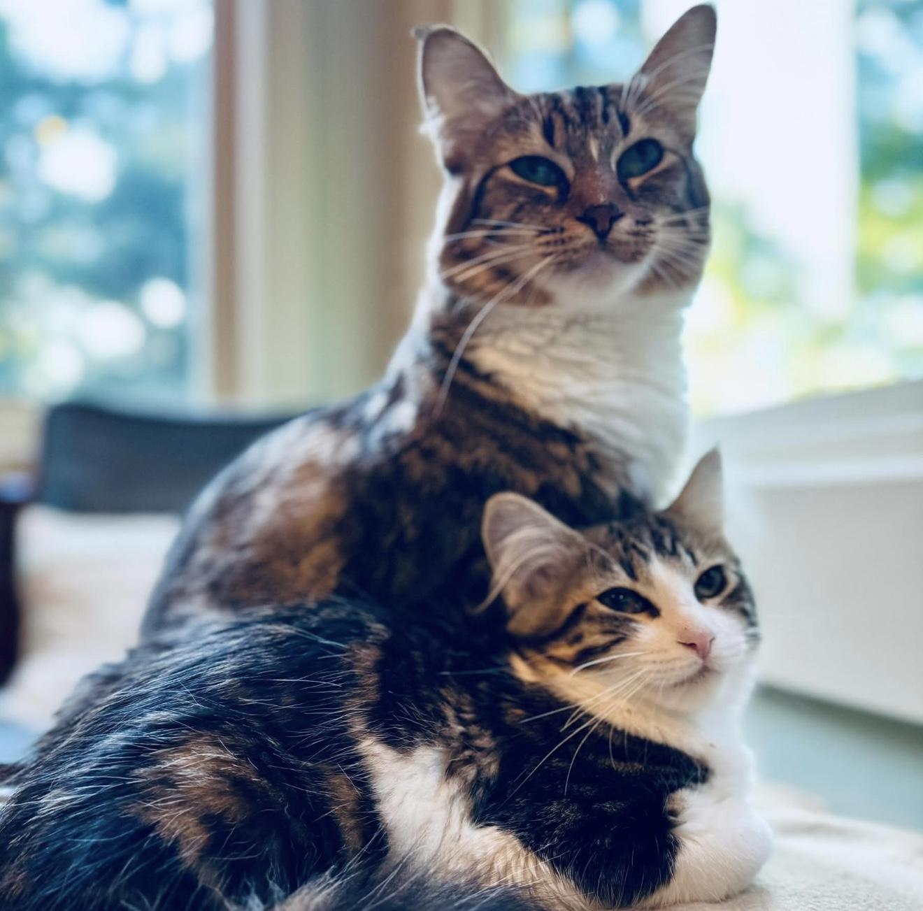 Jessie & Hallie, a Adoptable mixed breed in Santa Rosa, CA image 1/3