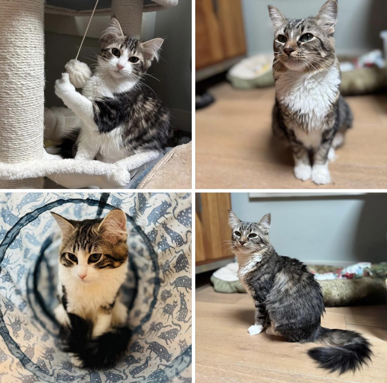 Jessie & Hallie, Adoptable, Young Female Domestic Long Hair.