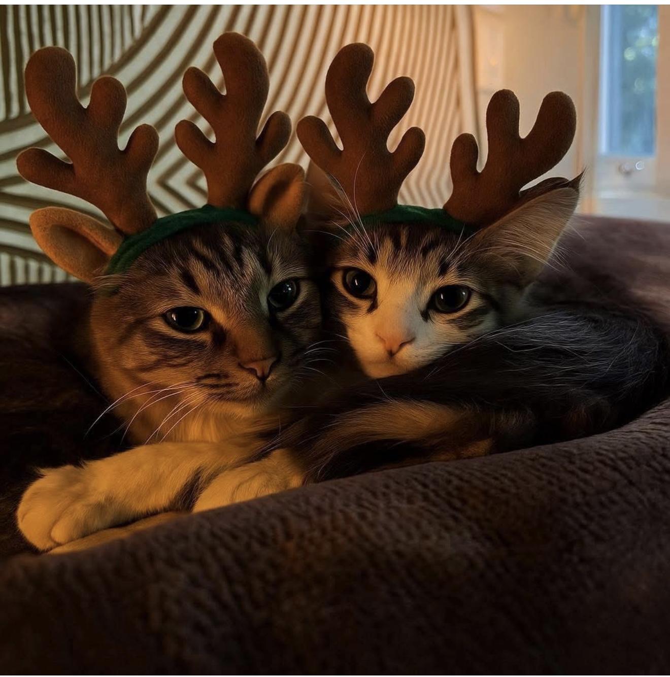 Jessie & Hallie, a Adoptable mixed breed in Santa Rosa, CA image 3/3