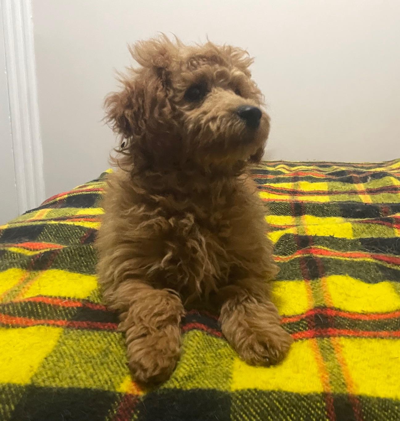 Guiness, Adopted, Young Male Miniature Poodle.