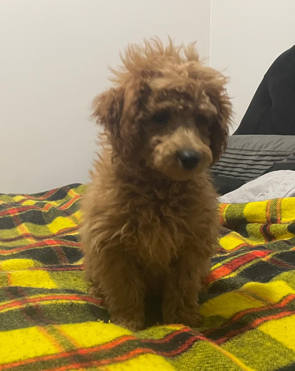 Enlarge Guiness, a Adopted mixed breed in Appin, ON image 2/3