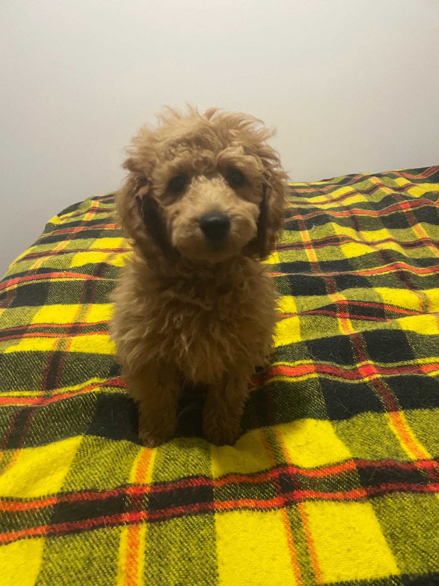 Enlarge Guiness, a Adopted mixed breed in Appin, ON image 3/3