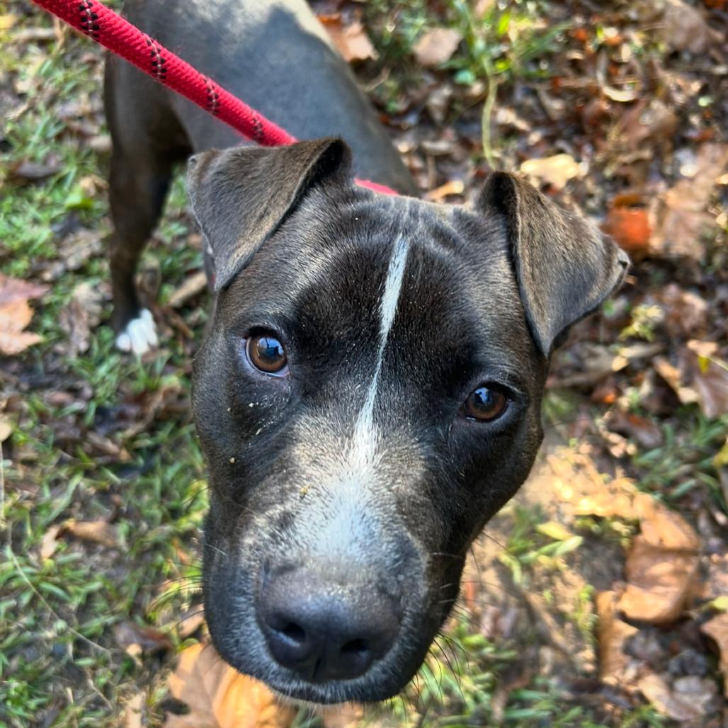 Enlarge Apollo 0071, a Adoptable Mixed Breed in Columbus, GA image 1/6