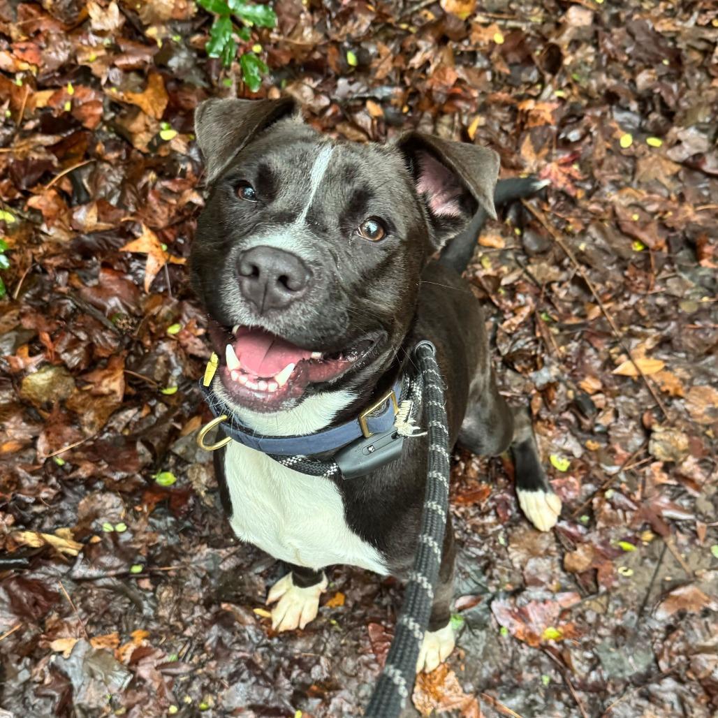 Apollo 0071, Adoptable, Young Male Mixed Breed.