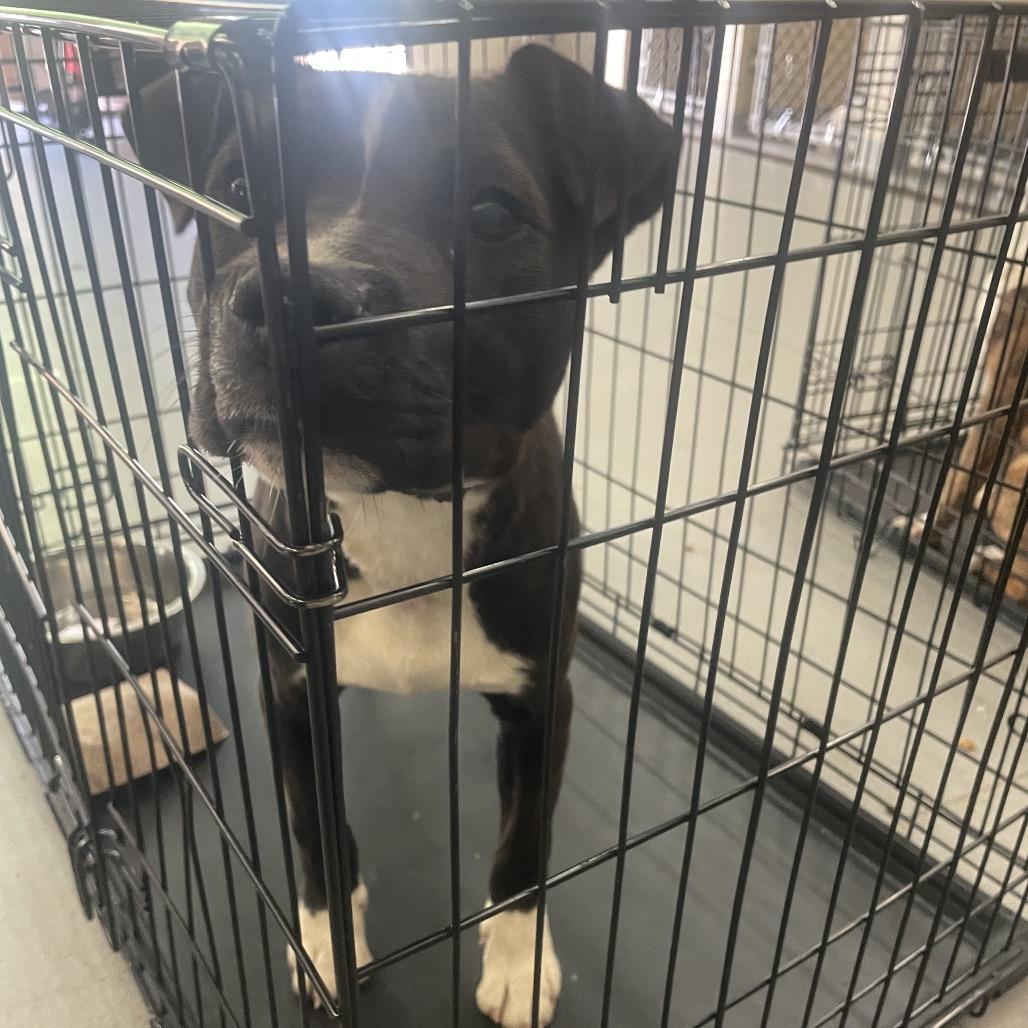 Enlarge Apollo 0071, a Adoptable Mixed Breed in Columbus, GA image 2/6