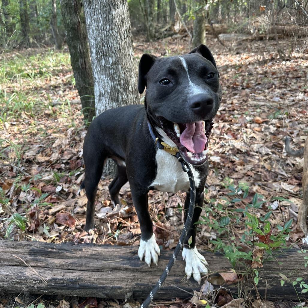 Enlarge Apollo 0071, a Adoptable Mixed Breed in Columbus, GA image 3/6