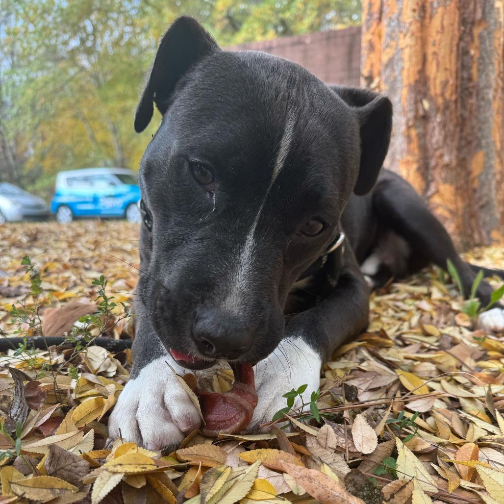 Enlarge Apollo 0071, a Adoptable Mixed Breed in Columbus, GA image 3/6
