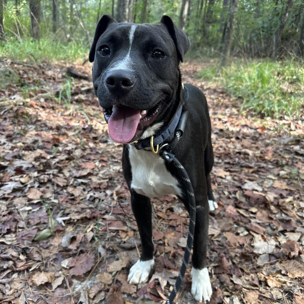 Enlarge Apollo 0071, a Adoptable Mixed Breed in Columbus, GA image 4/6