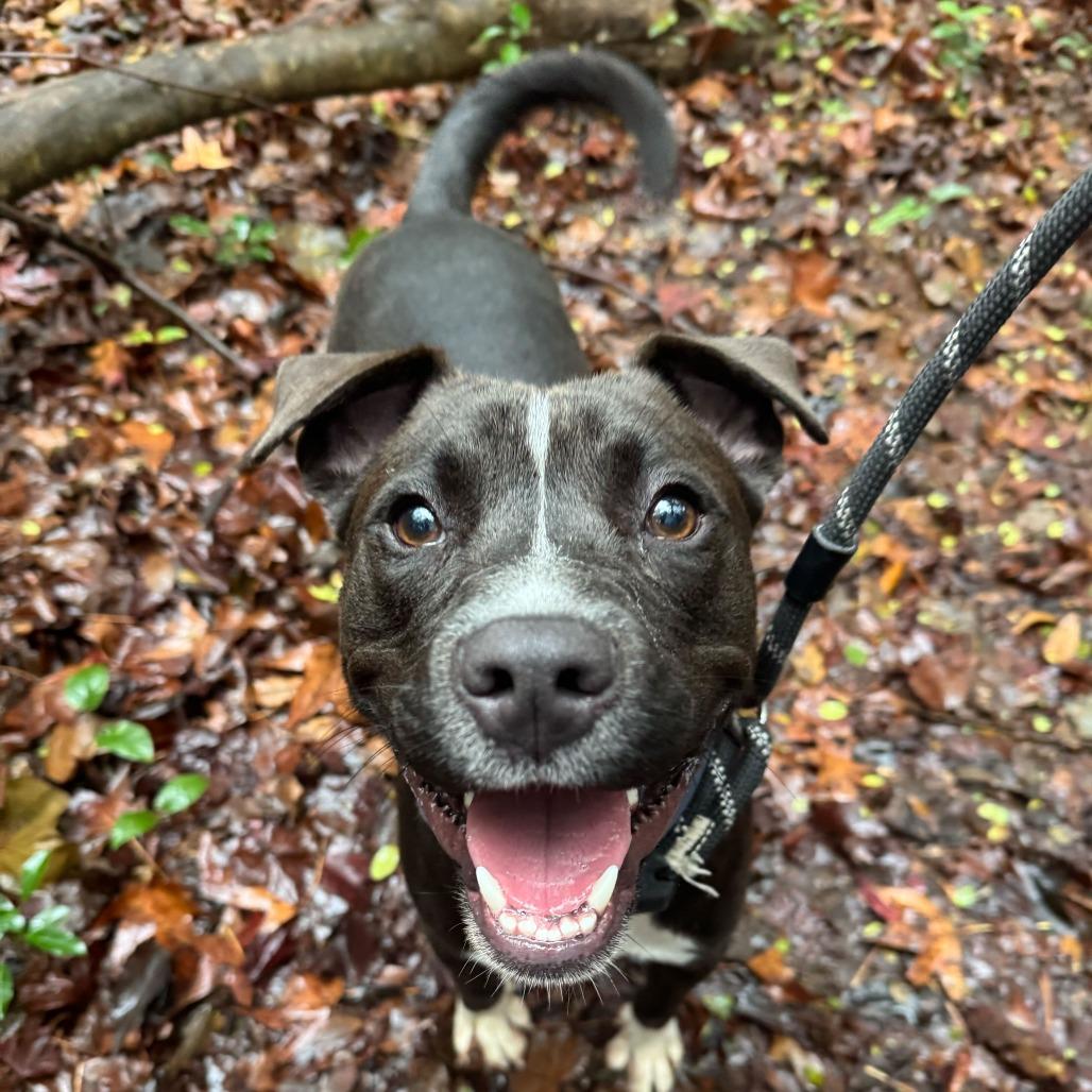 Enlarge Apollo 0071, a Adoptable Mixed Breed in Columbus, GA image 5/6