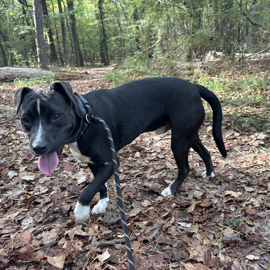 Enlarge Apollo 0071, a Adoptable Mixed Breed in Columbus, GA image 5/6